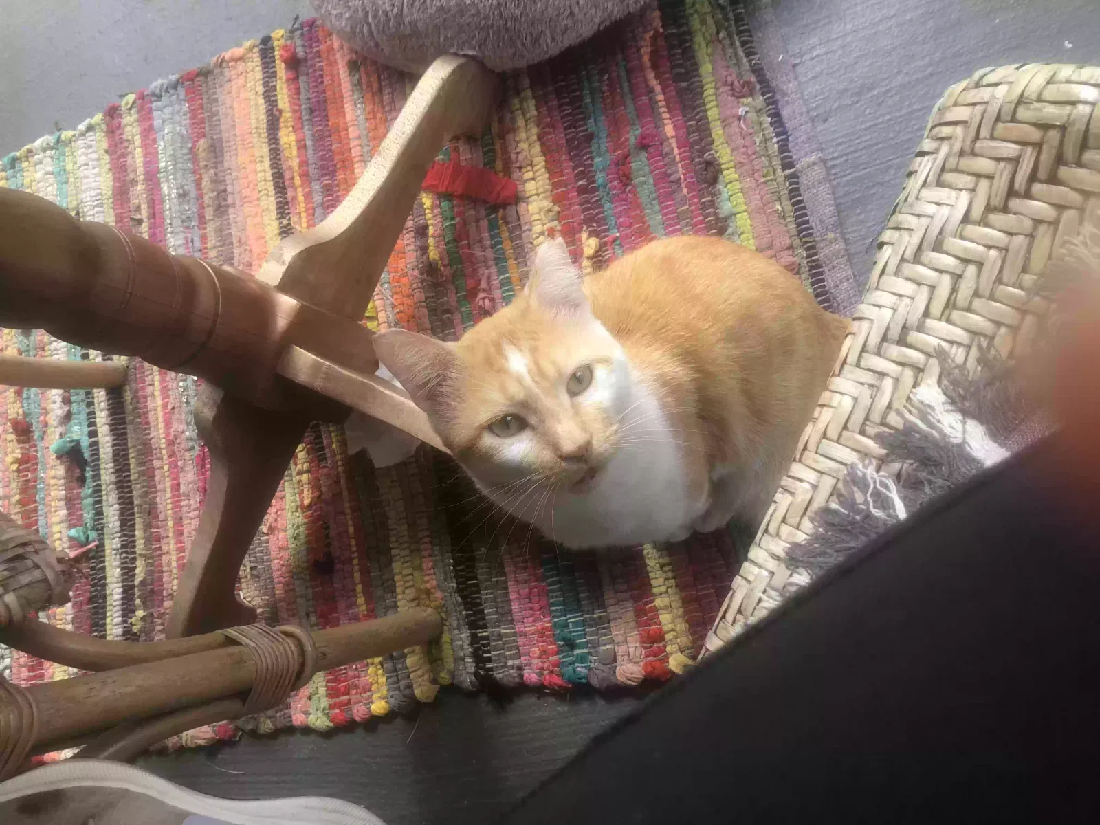 Lost cat in Tampa, FL, 33615