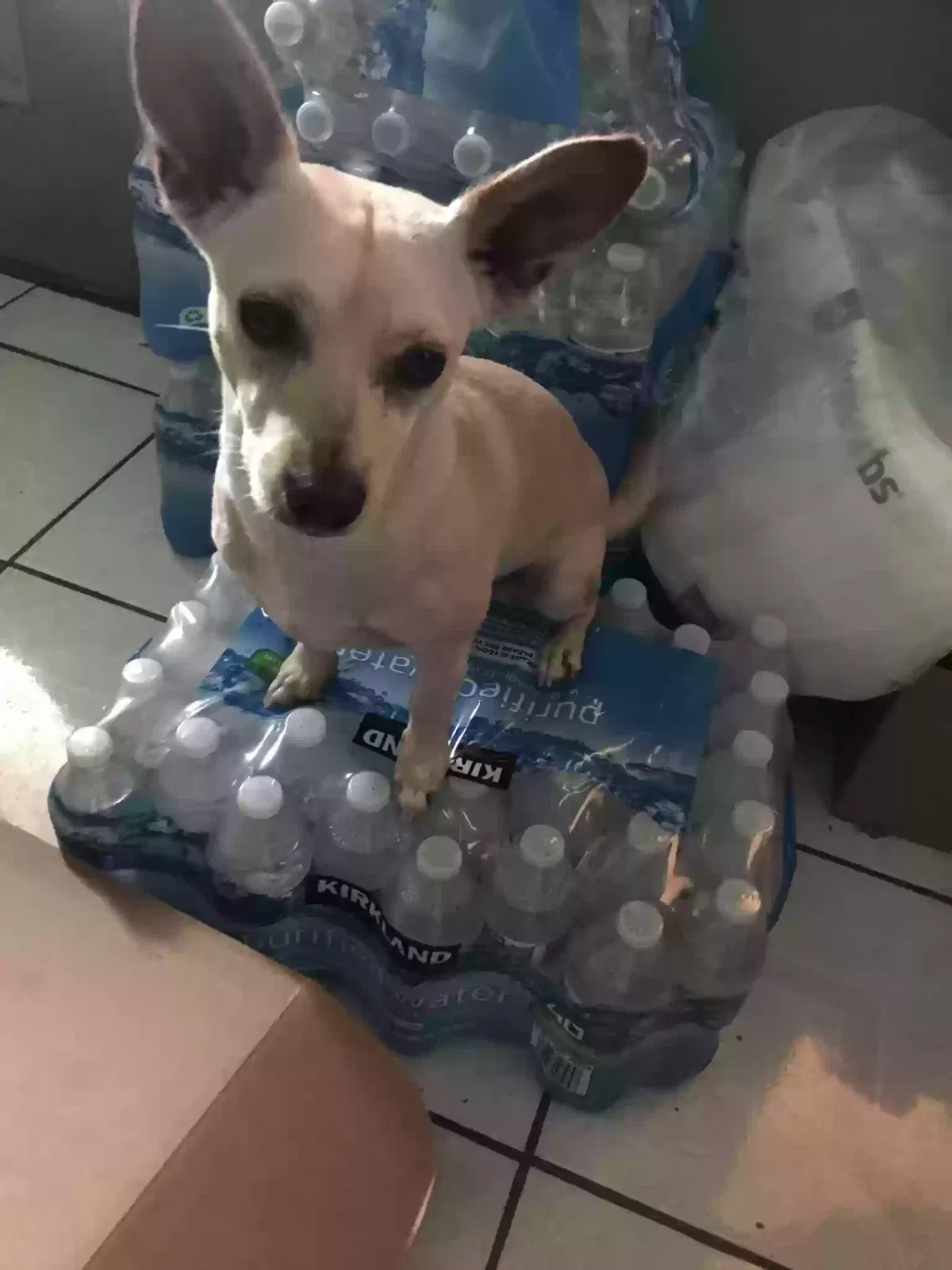 Lost dog in Las Vegas, NV, 89107
