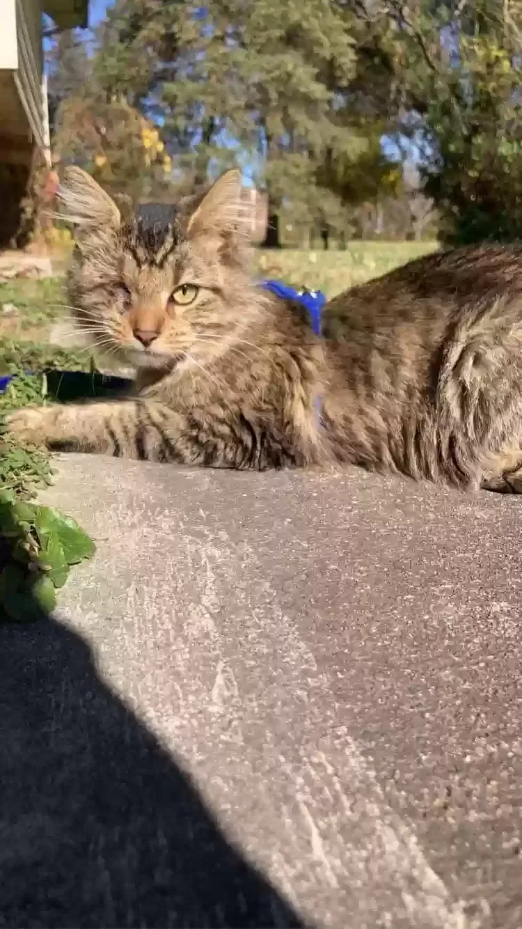 Lost cat in Indianapolis, IN, 46201