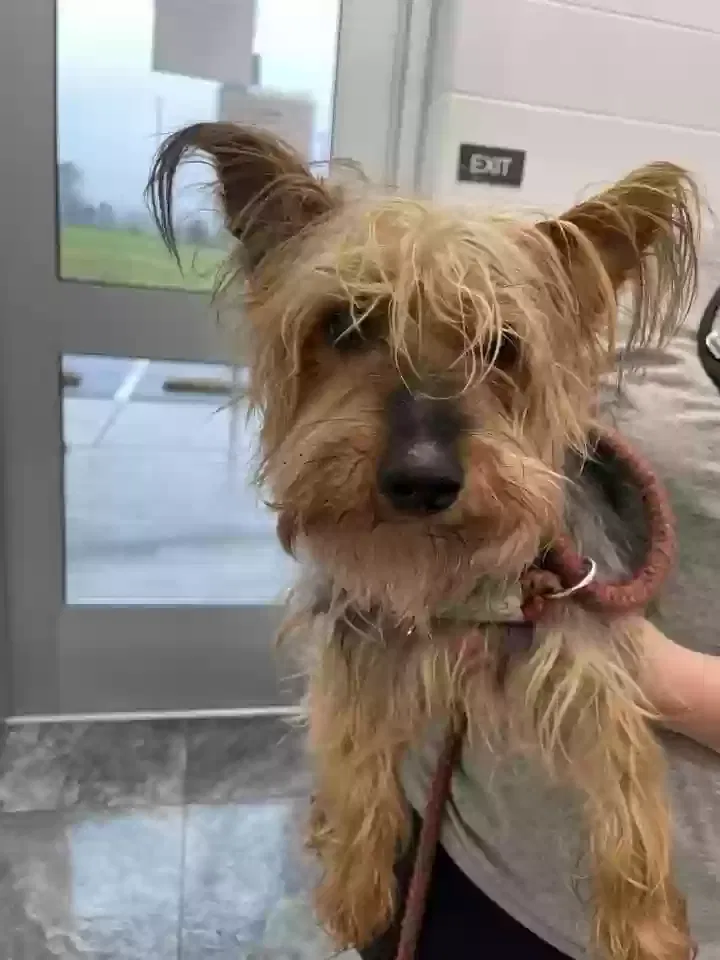 Found dog in Oxford, NC, 27565