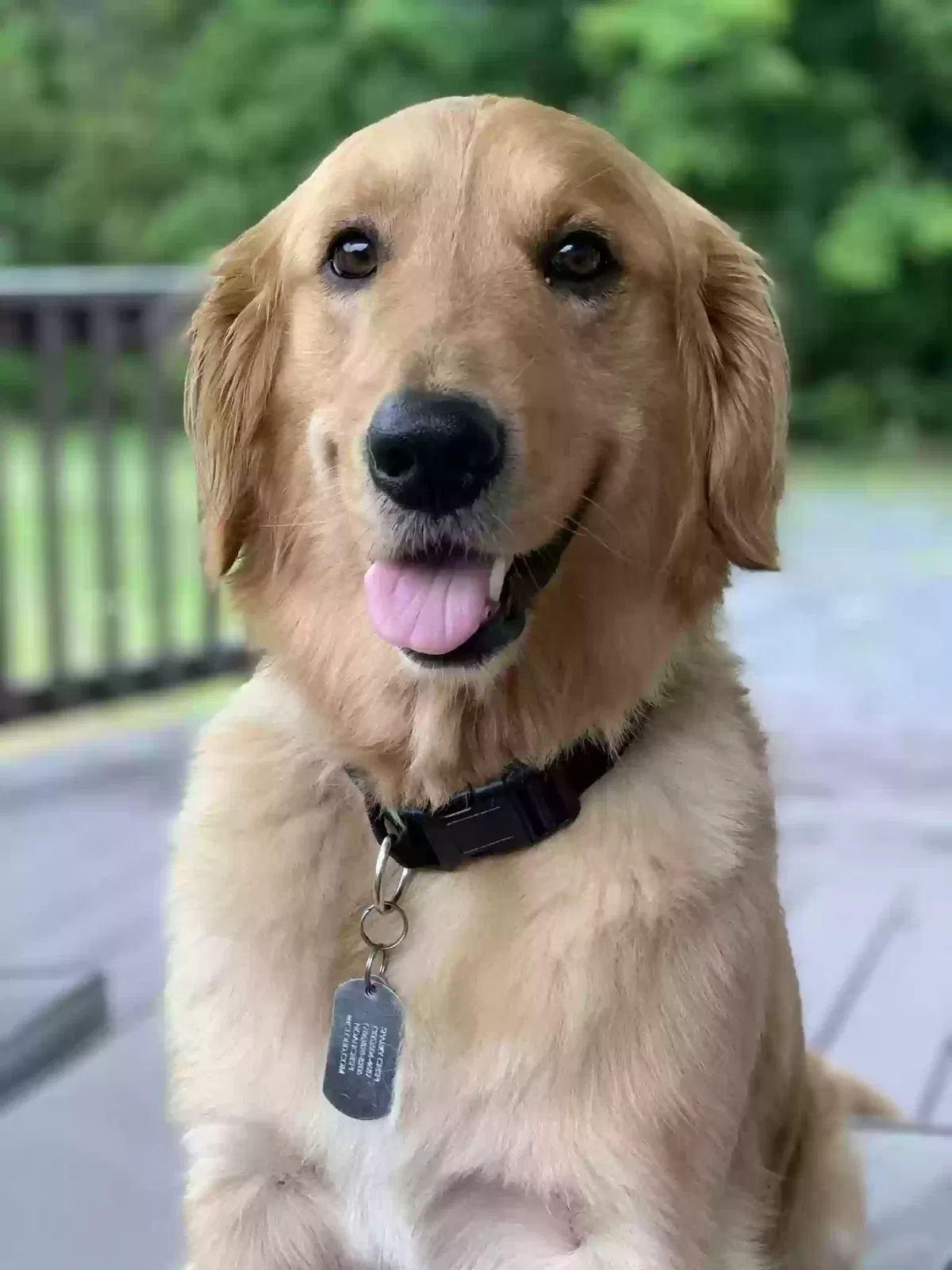 Lost dog in Homestead, FL, 33030