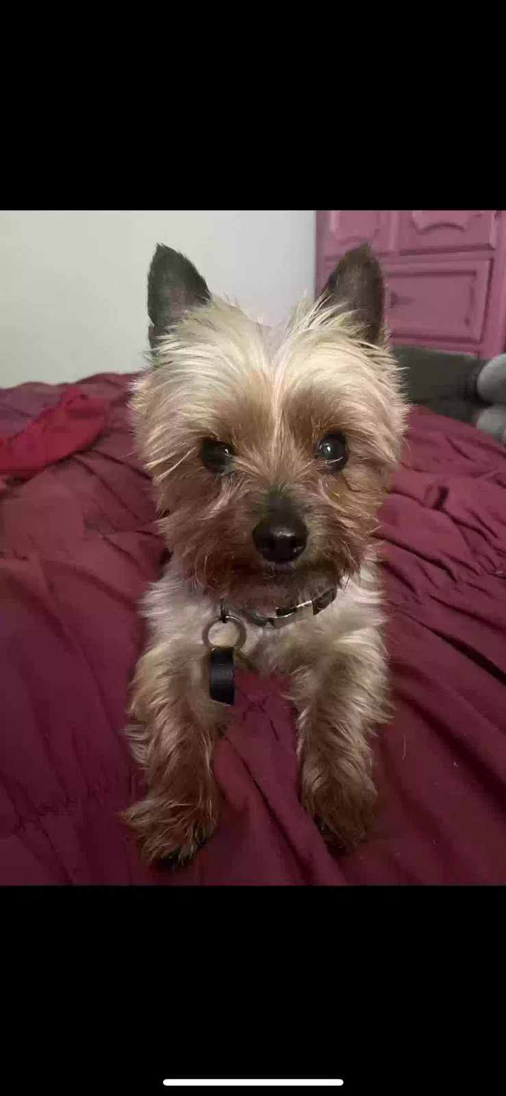 Lost dog in Florissant, MO, 63033