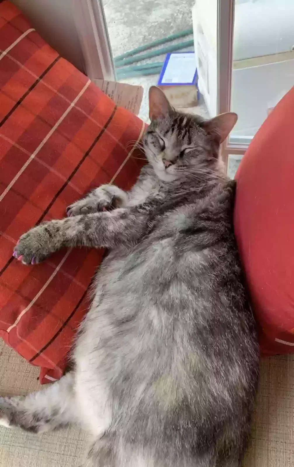 Lost cat in West Palm Beach, FL, 33417
