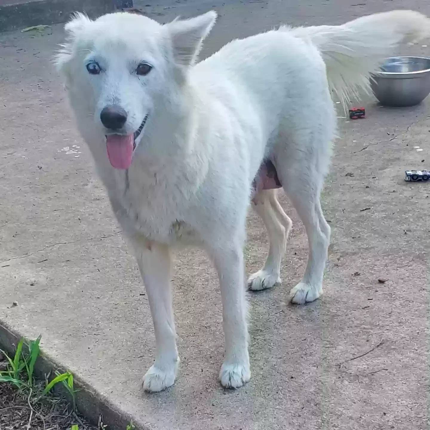 Lost dog in San Antonio, TX, 78202