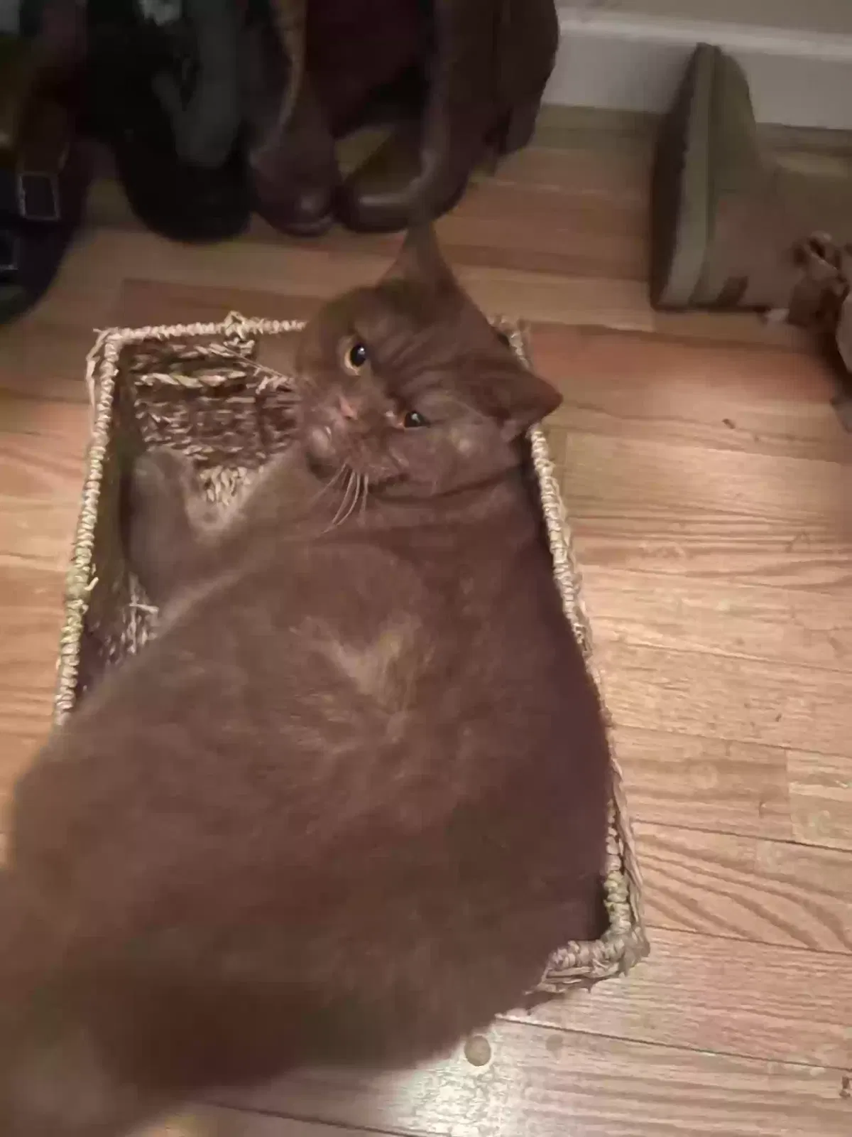 Lost cat in Dickson, TN, 37055