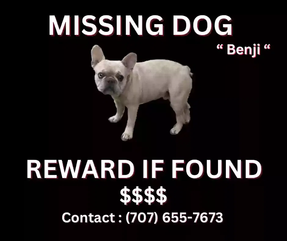 Lost dog in Vallejo, CA, 94591