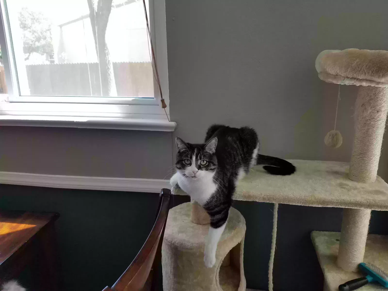 Lost cat in Arvada, CO, 80004