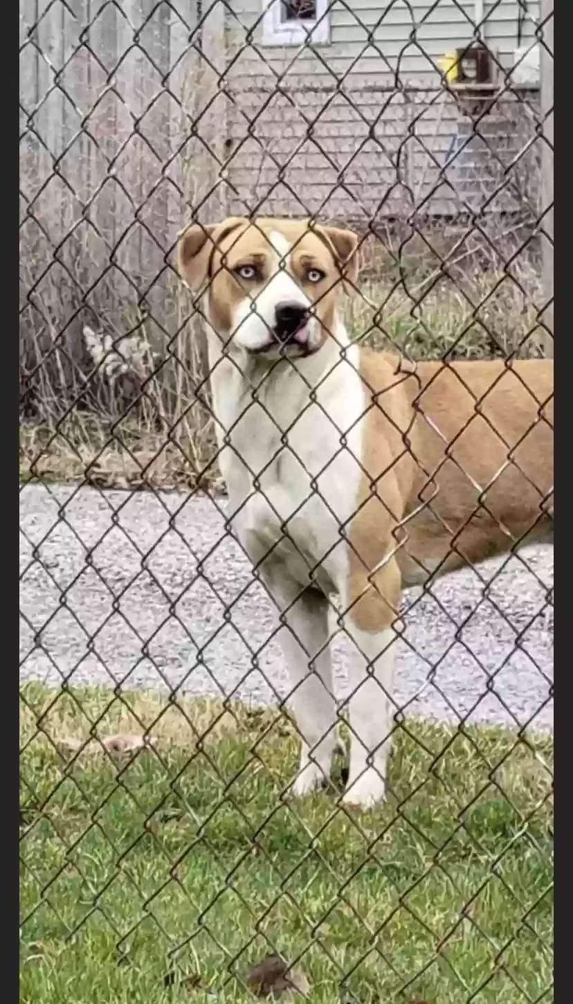 Lost dog in Columbus, OH, 43204