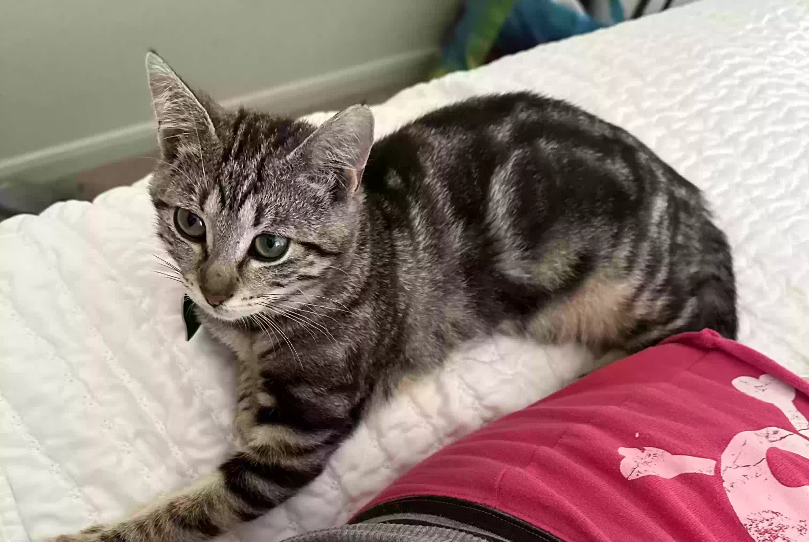 Lost cat in Pearland, TX, 77584