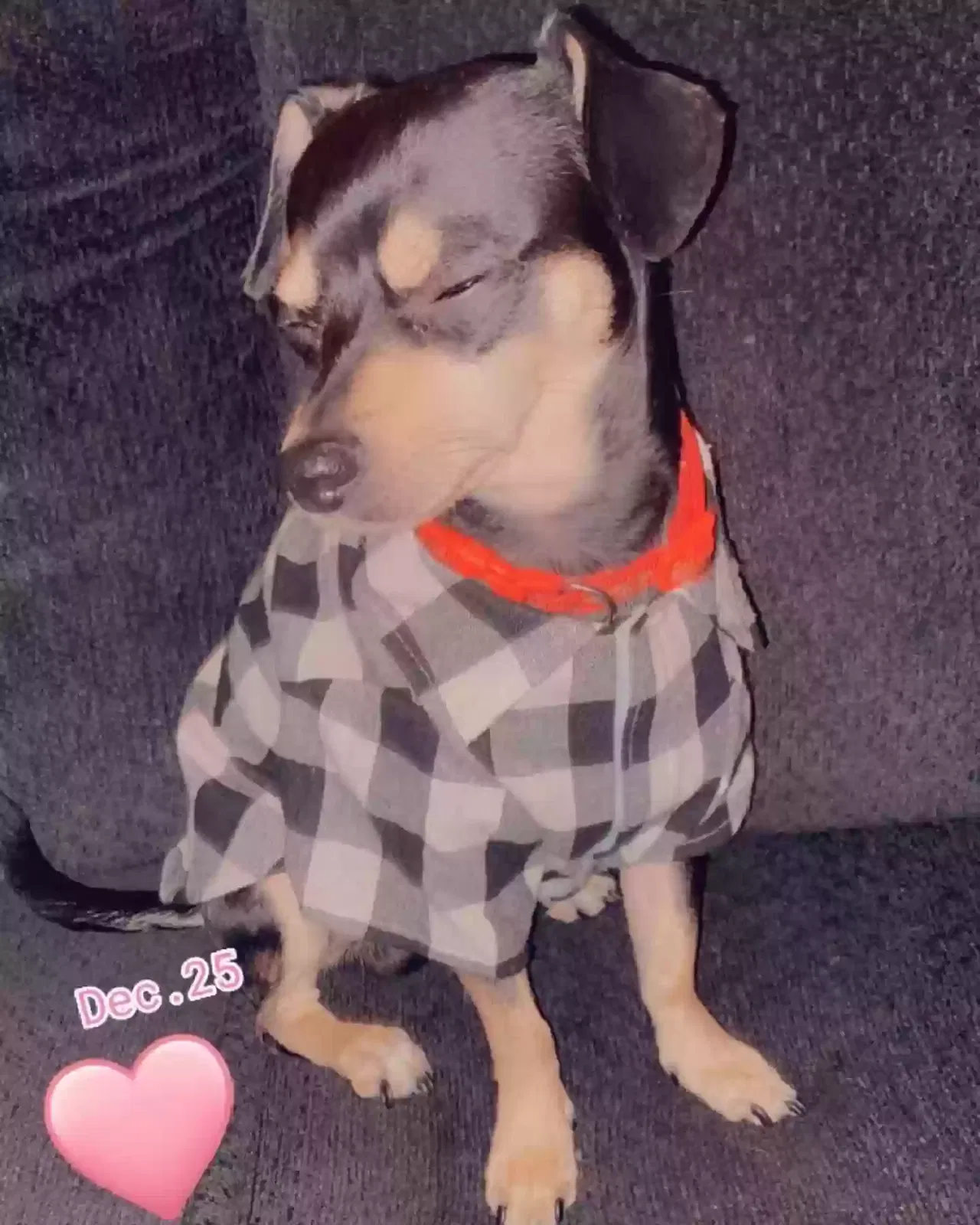Lost dog in Pasadena, TX, 77506