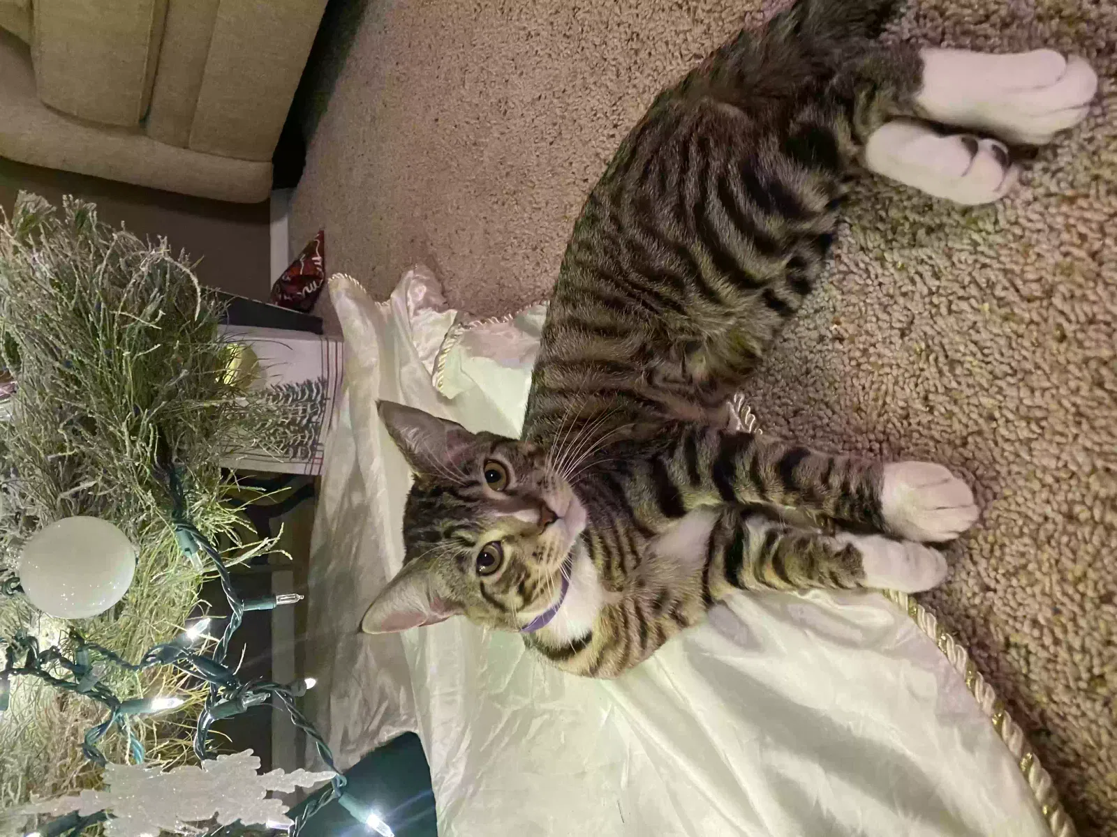 Lost cat in Corona, CA, 92882