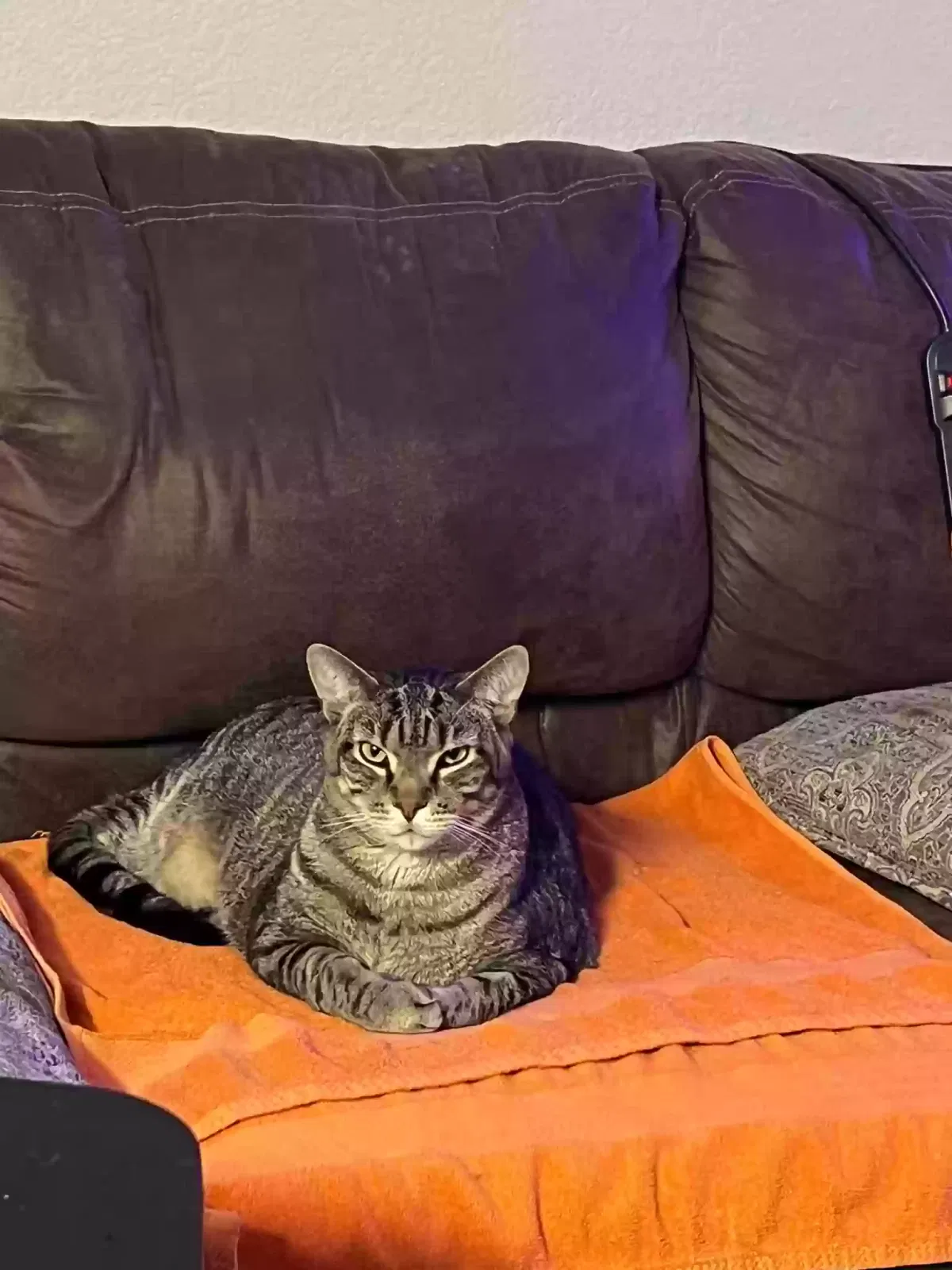 Lost cat in Sanford, FL, 32771