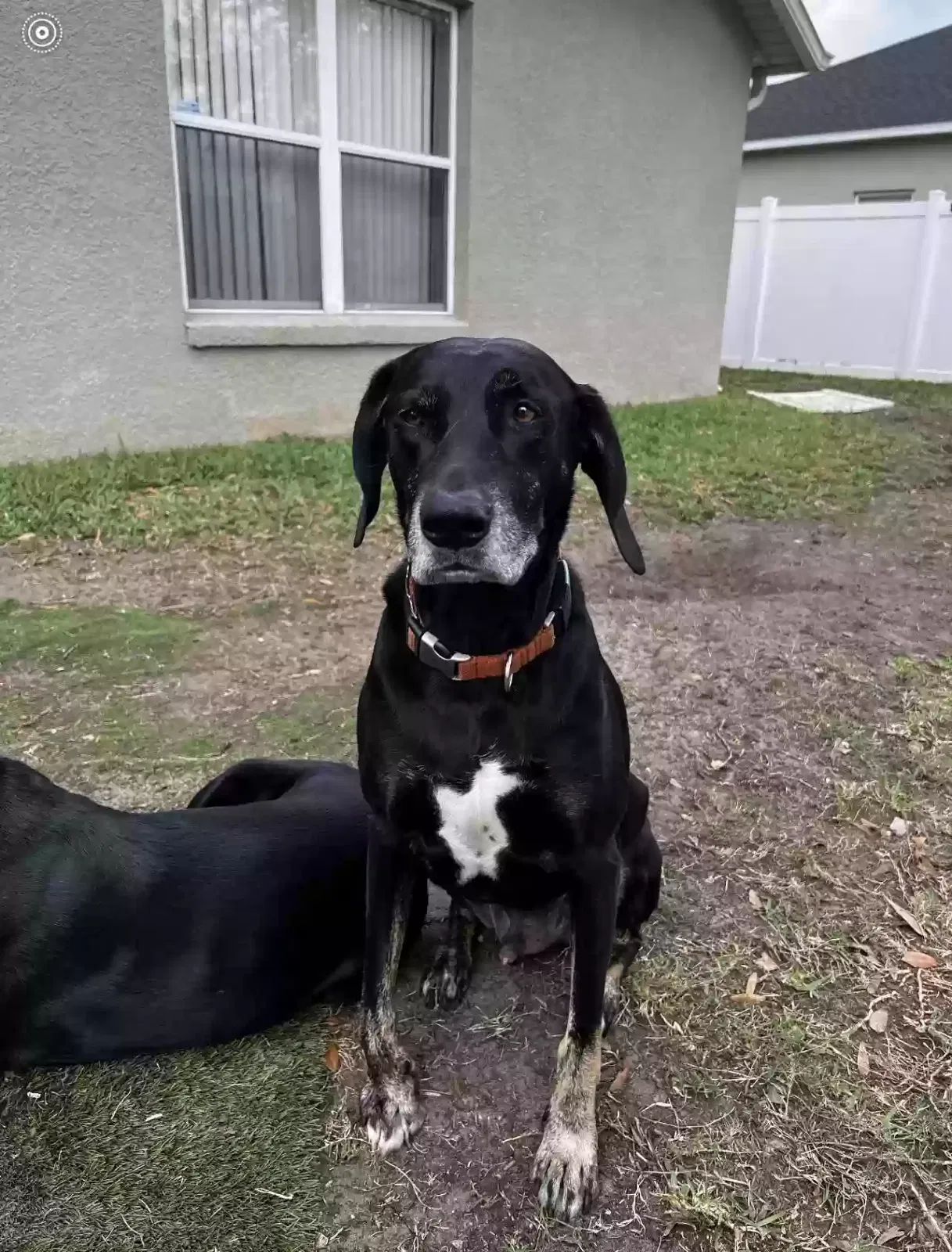 Lost dog in Orlando, FL, 32824