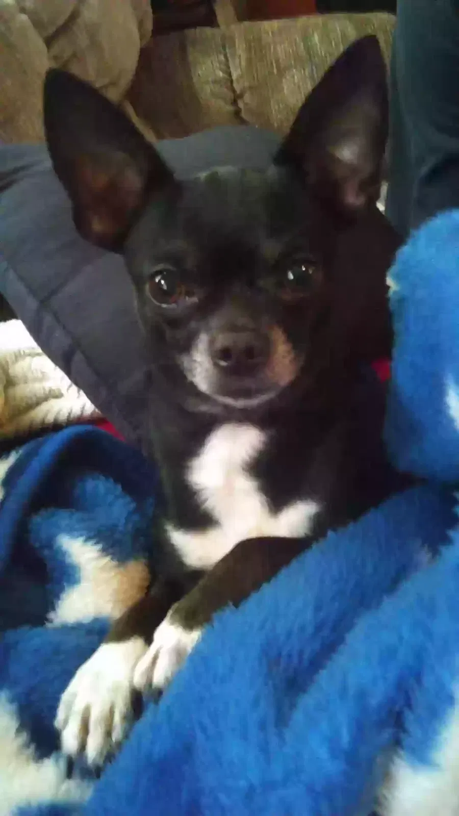 Lost dog in Unknown, TX, 776541