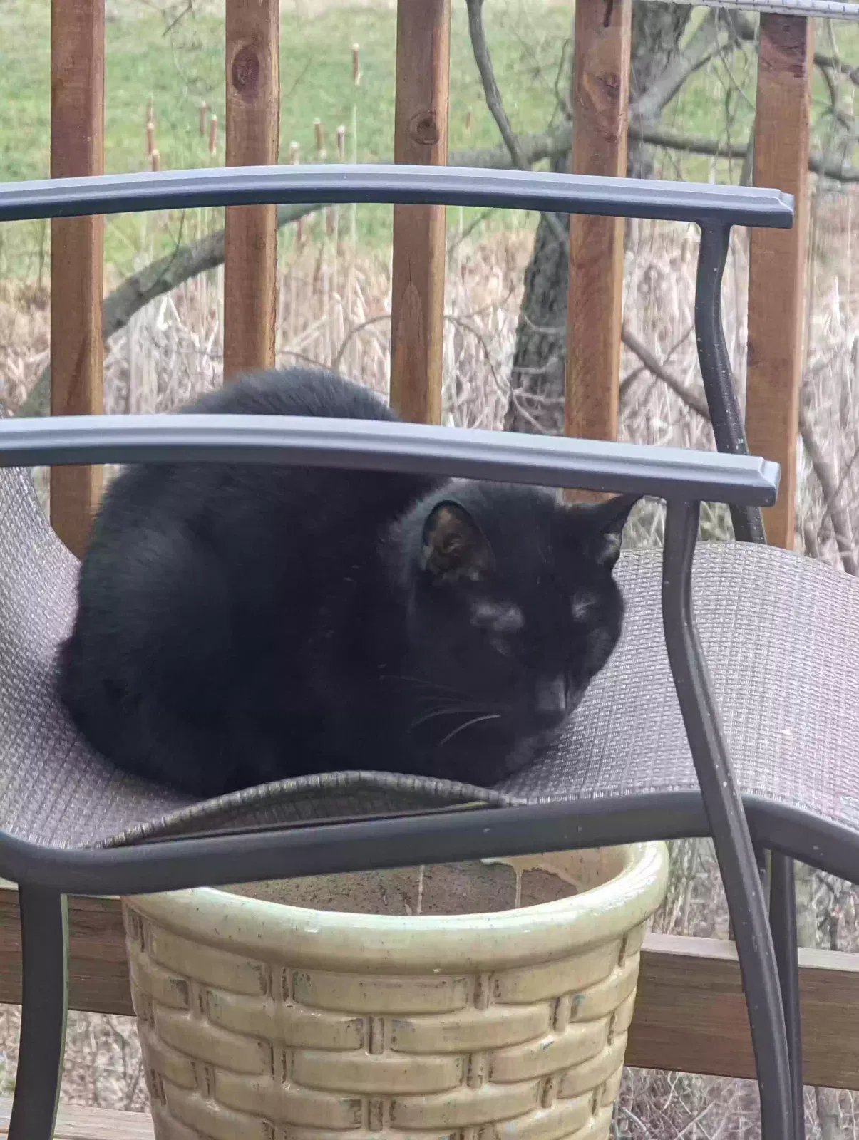 Found cat in Halifax, PA, 17032