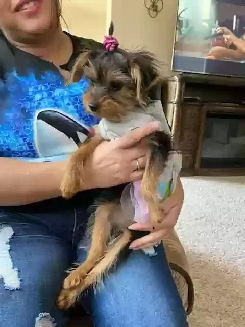 Lost dog in Albuquerque, NM, 87121