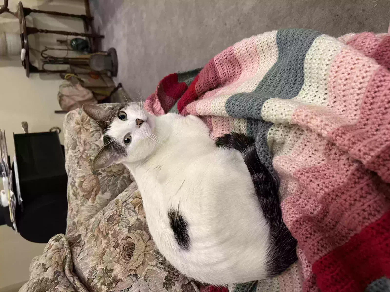 Lost cat in Seattle, WA, 98188