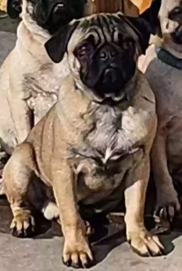 Lost dog in Salt Lake City, UT, 84128