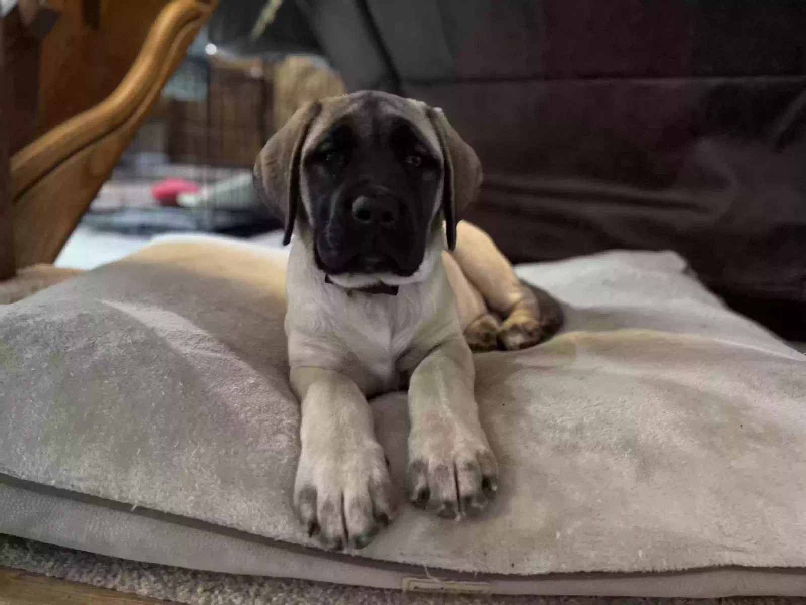Lost dog in Palmyra, WI, 53156