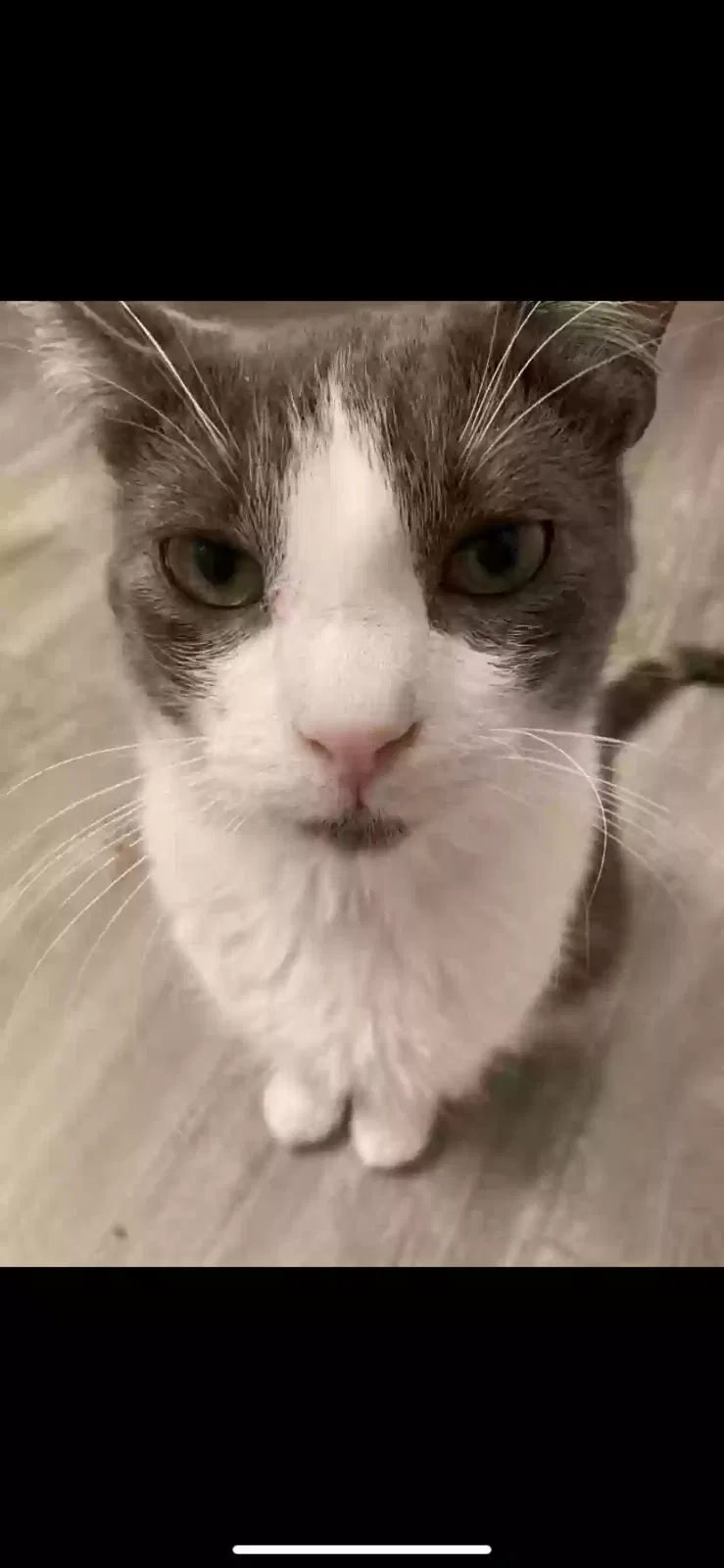 Lost cat in Denver, CO, 80231