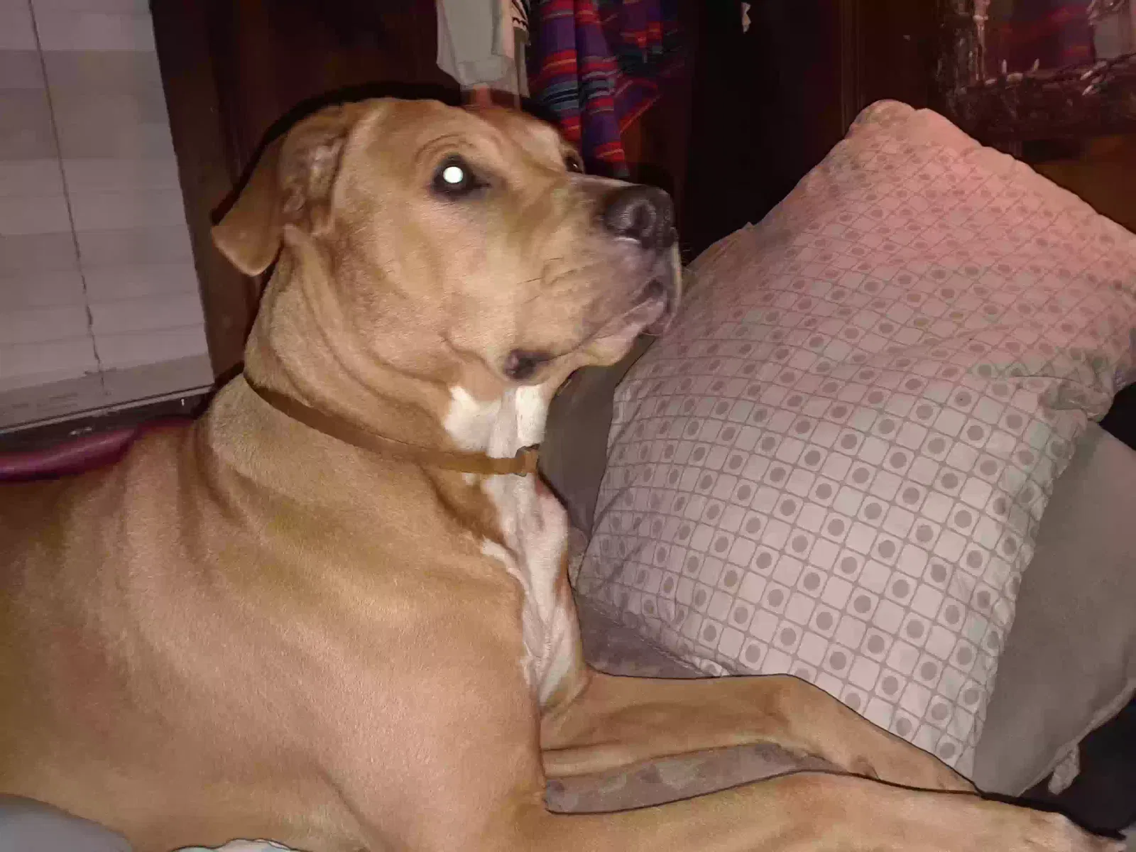 Lost dog in Fort Worth, TX, 76119