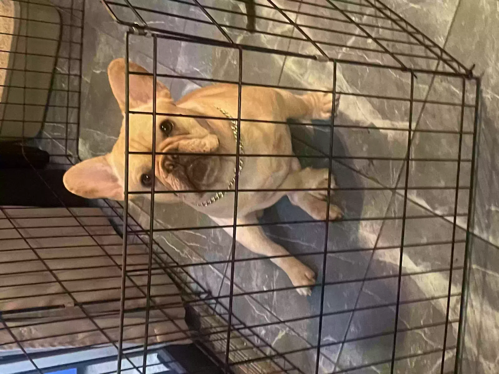 Lost dog in Fernley, NV, 89408