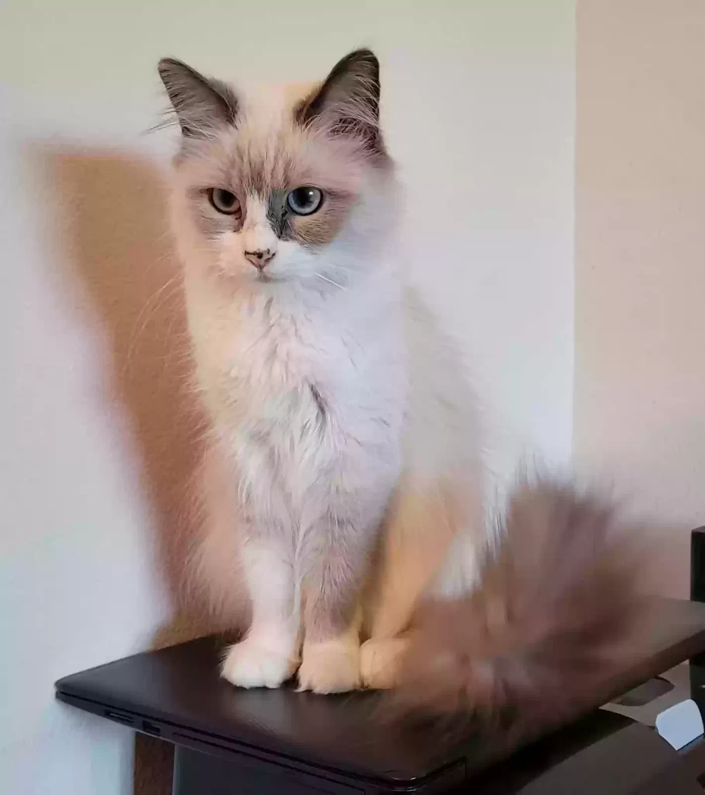 Lost cat in El Paso, TX, 79907
