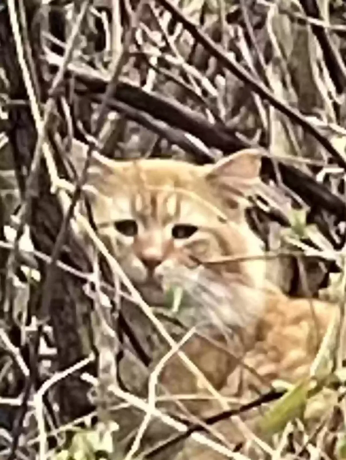 Found cat in Center Valley, PA, 18034