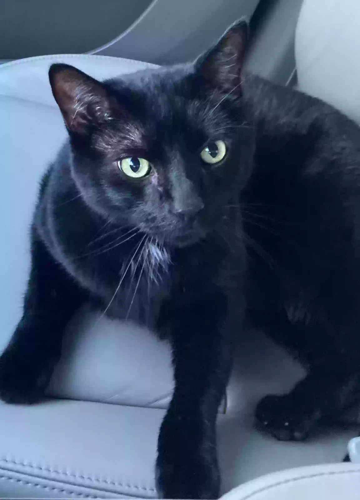 Lost cat in Dallas, TX, 75252
