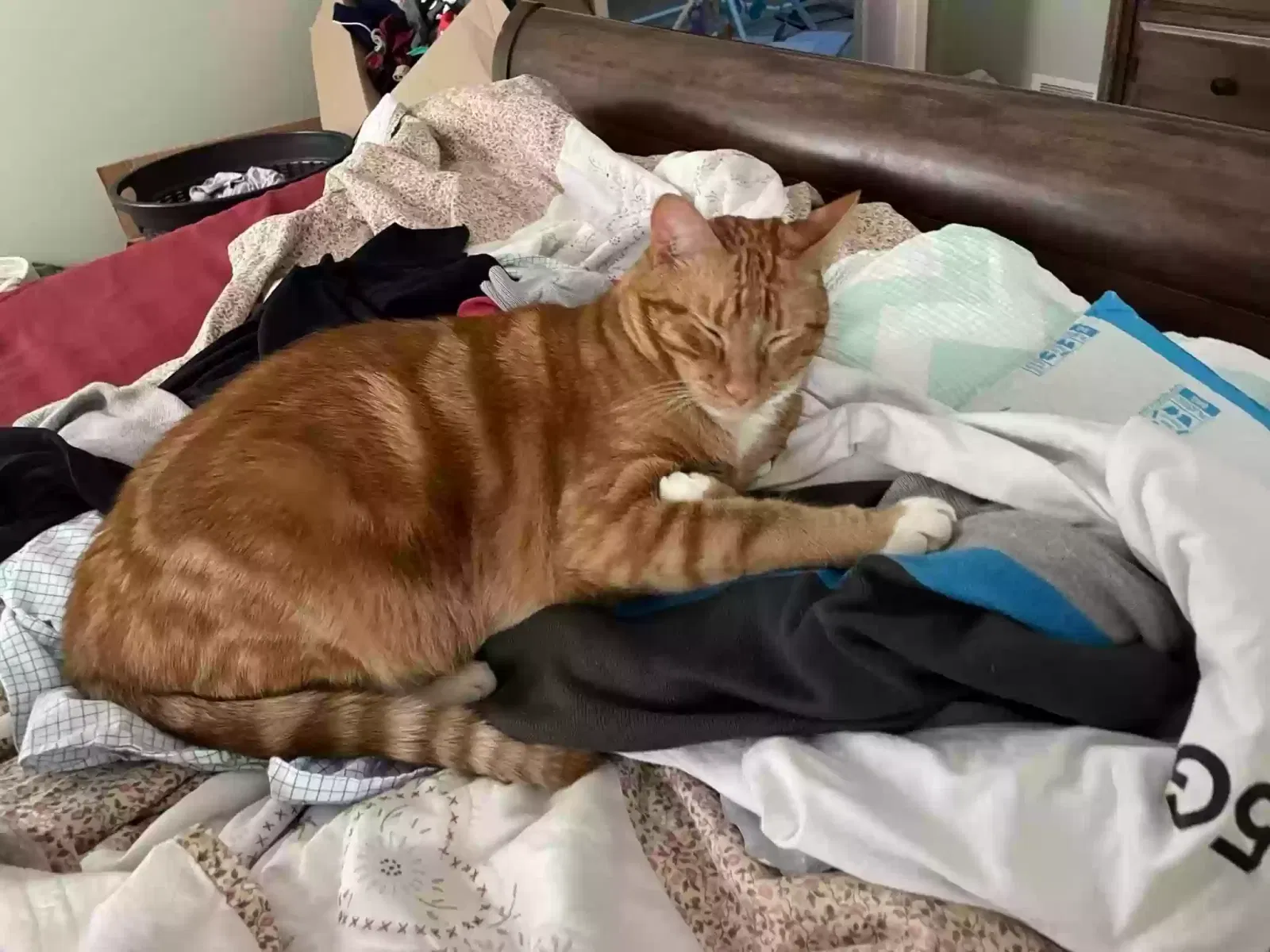 Lost cat in Liberty, MO, 64068