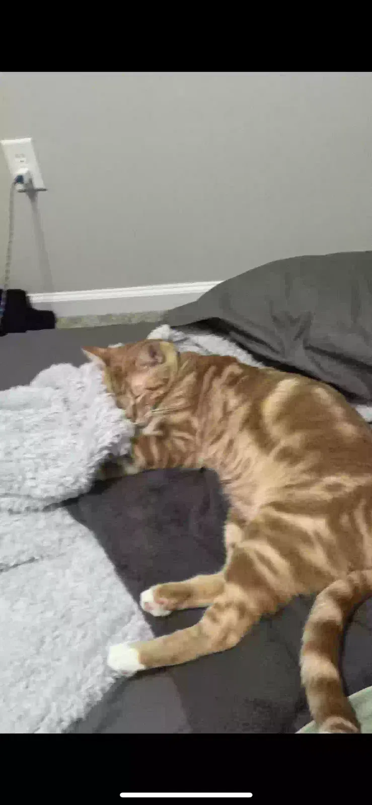 Lost cat in San Antonio, TX, 78257