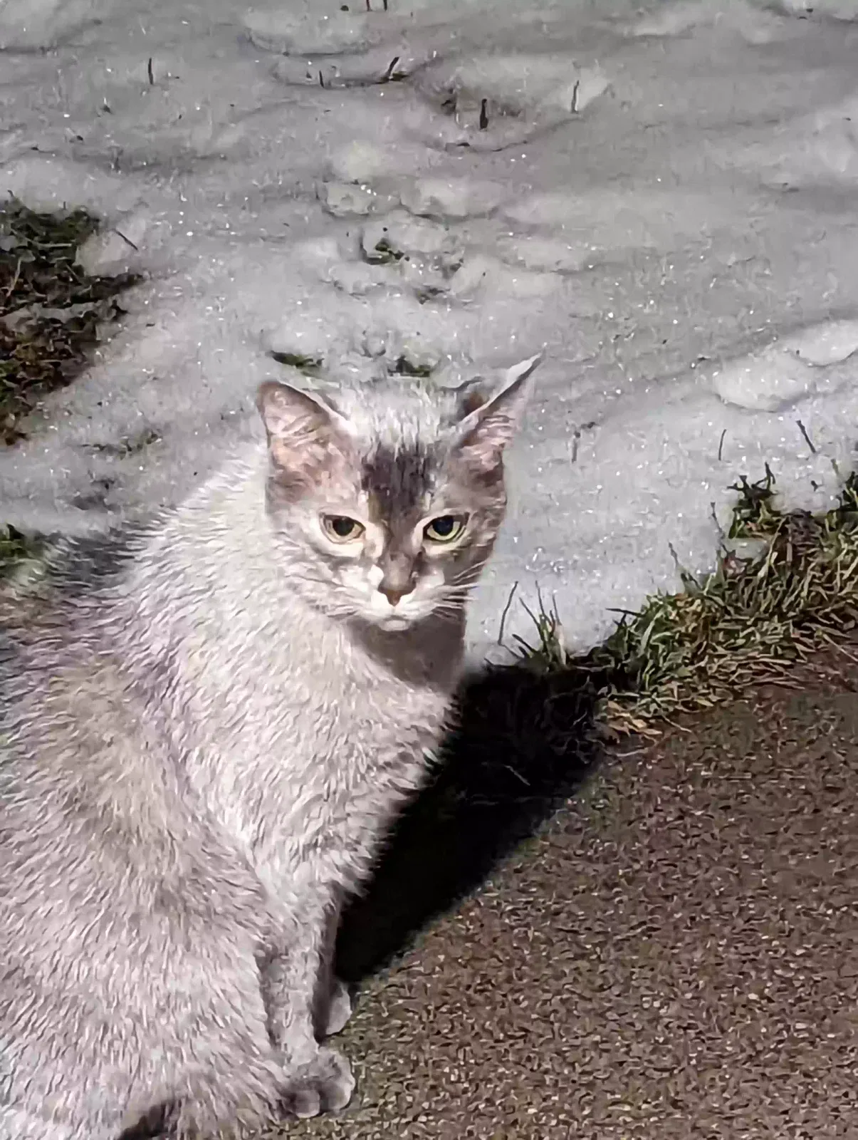 Lost cat in Clawson, MI, 48017