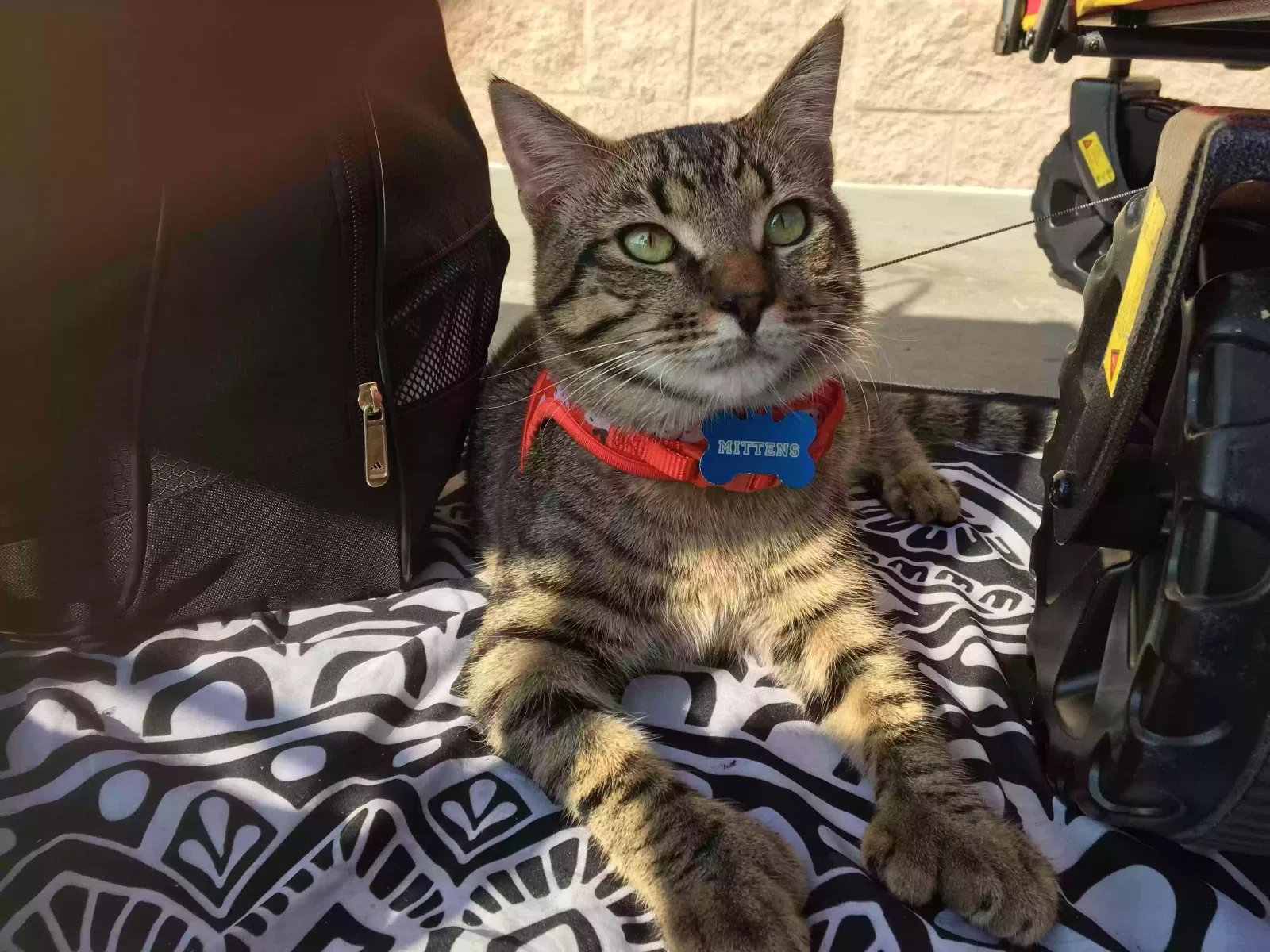 Lost cat in Hacienda Heights, CA, 91745