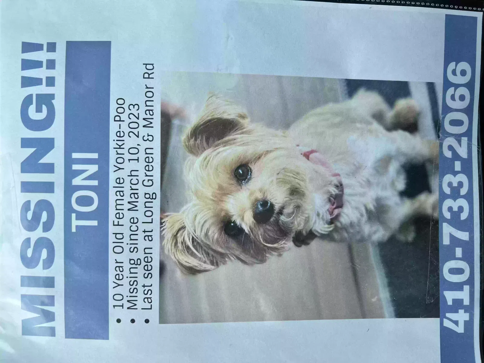 Lost dog in Glen Arm, MD, 21057
