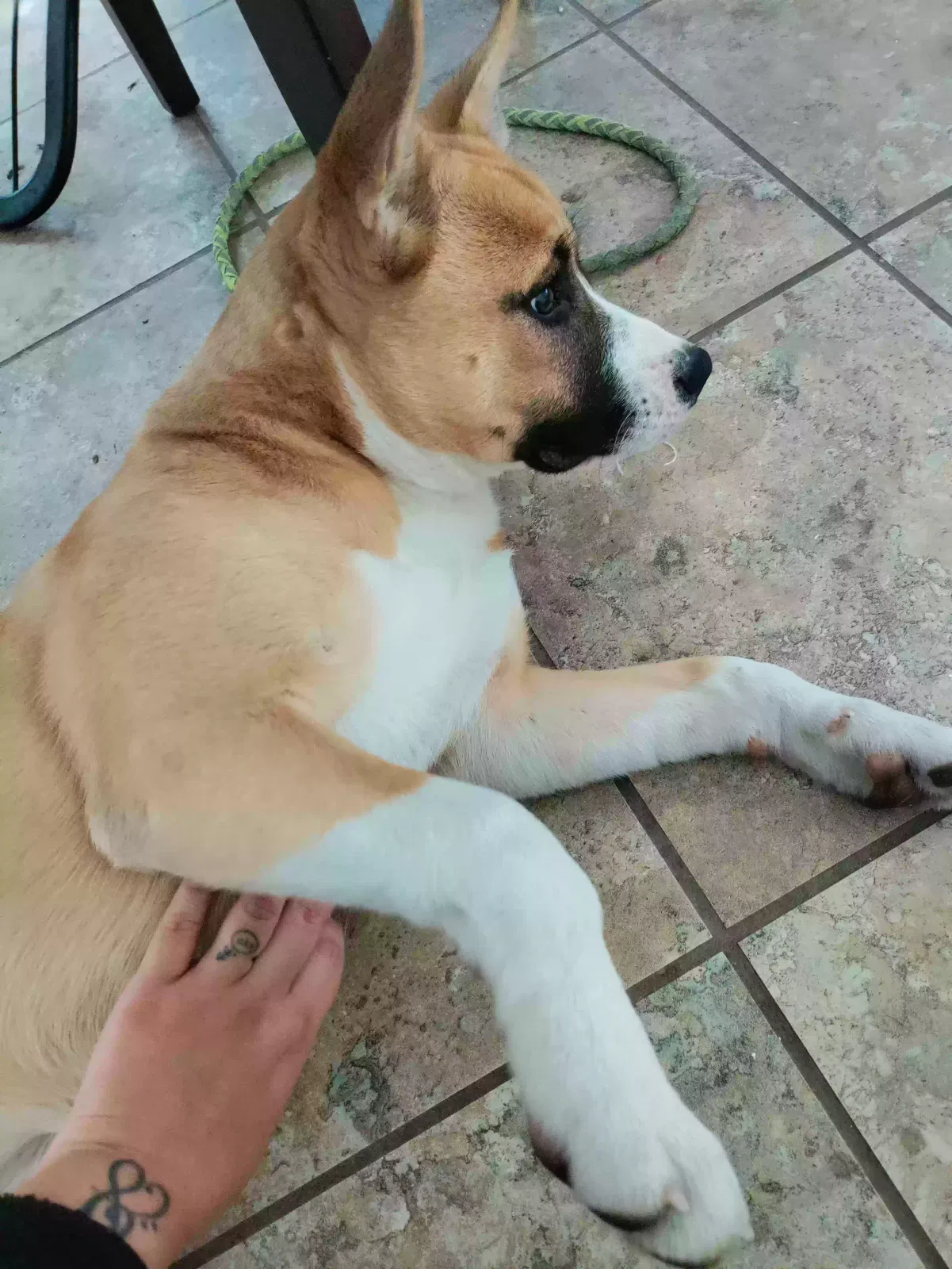 Found dog in Fresno, CA, 93701