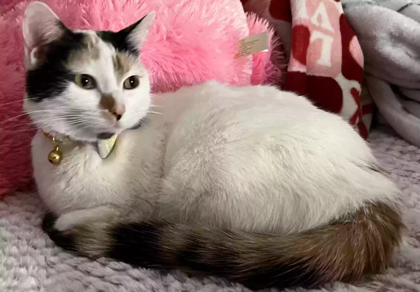 Lost cat in Indianapolis, IN, 46224