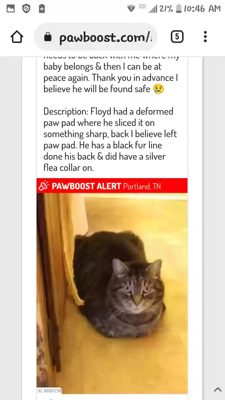 Lost cat in Portland, TN, 37148