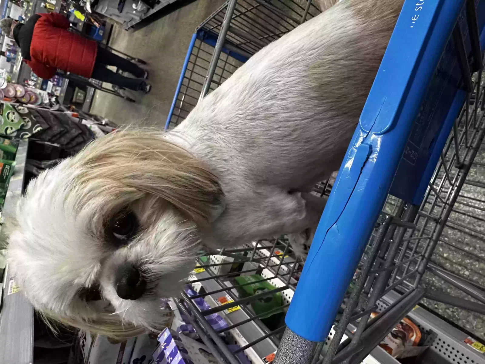Lost dog in Seagoville, TX, 75159