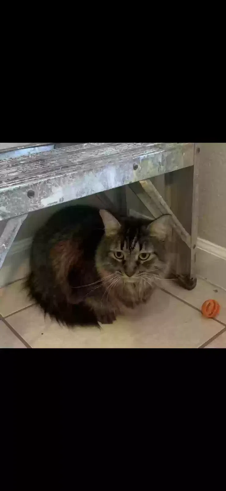 Lost cat in Kissimmee, FL, 34741