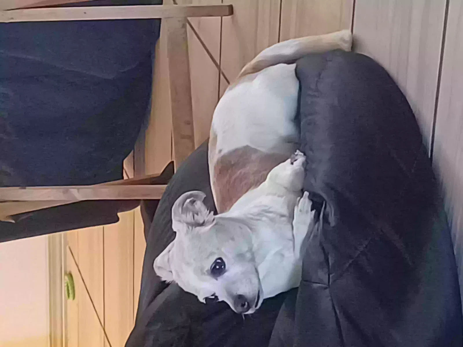 Lost dog in El Paso, TX, 79928