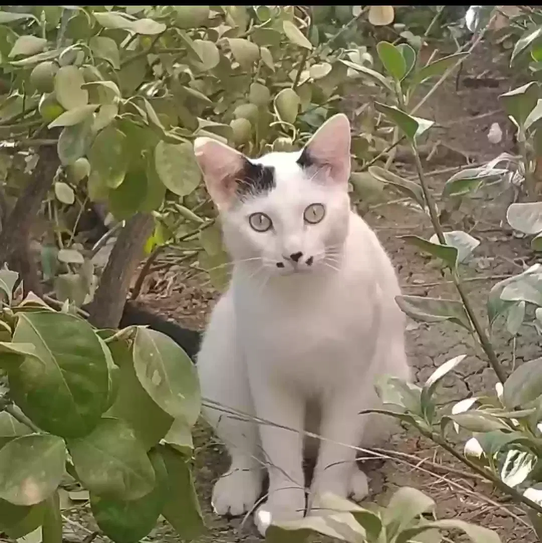 Lost cat in The Colony, TX, 75056