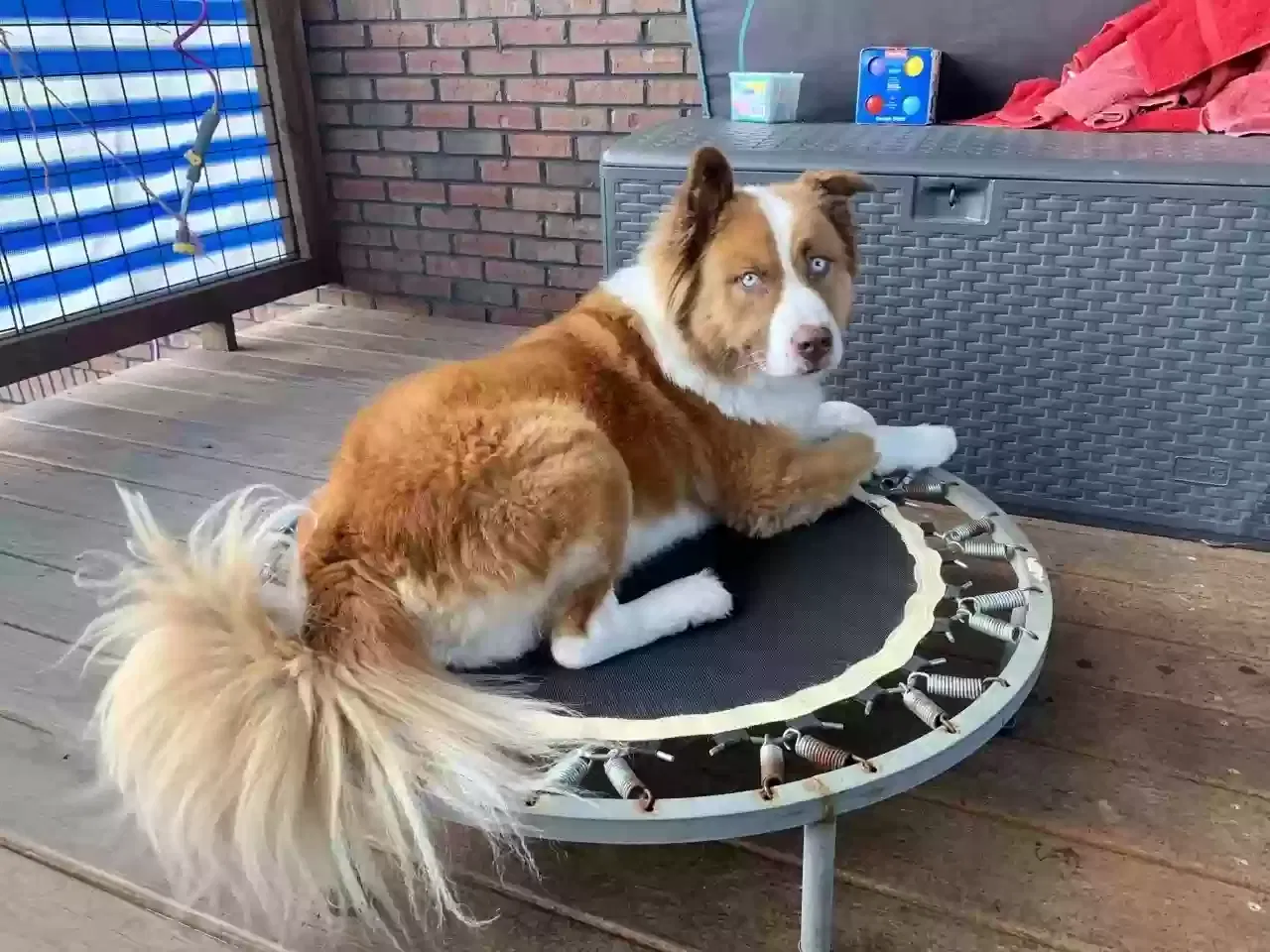 Lost dog in Mount Carmel, TN, 37645