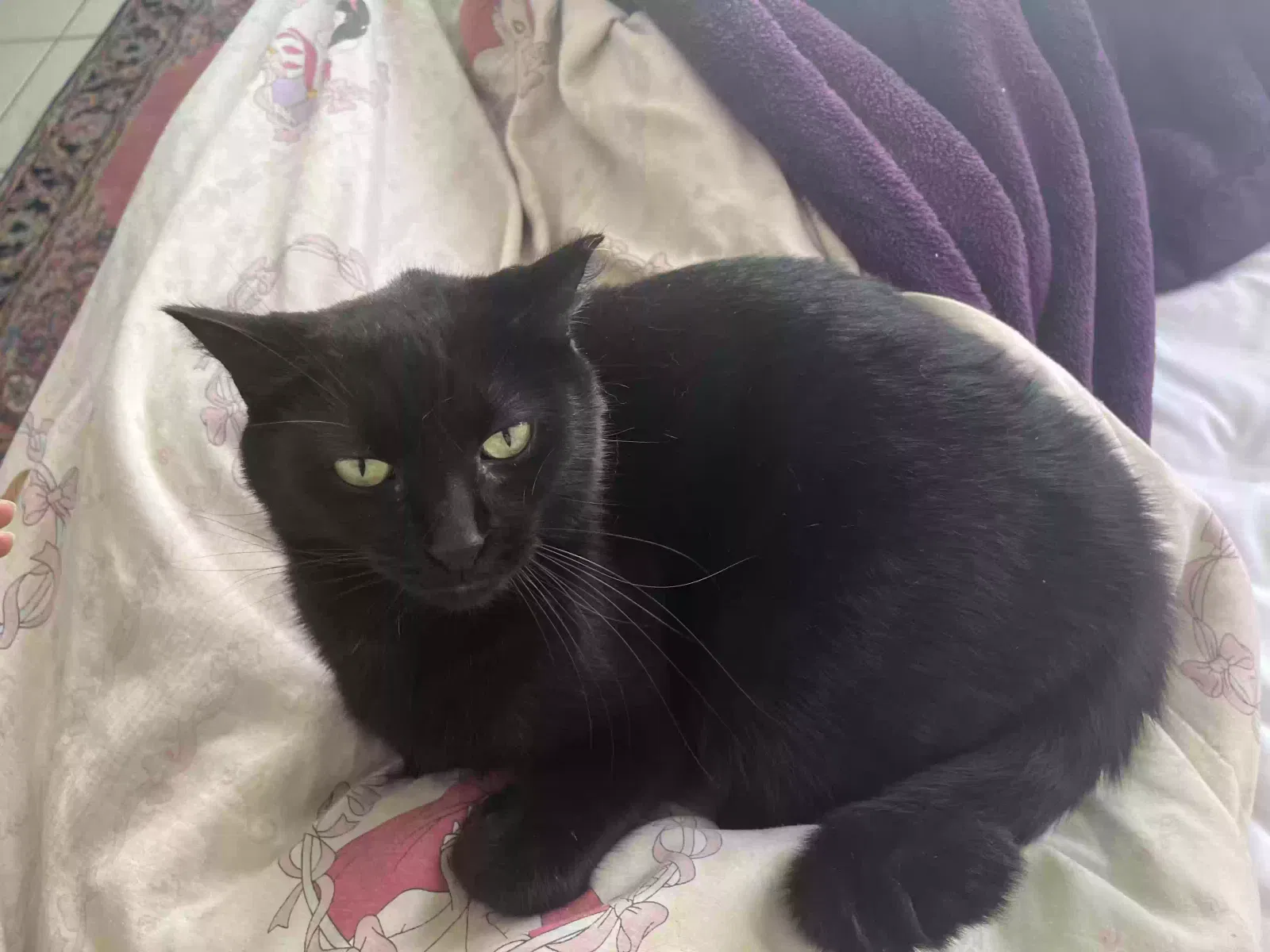Lost cat in Saint Petersburg, FL, 33701