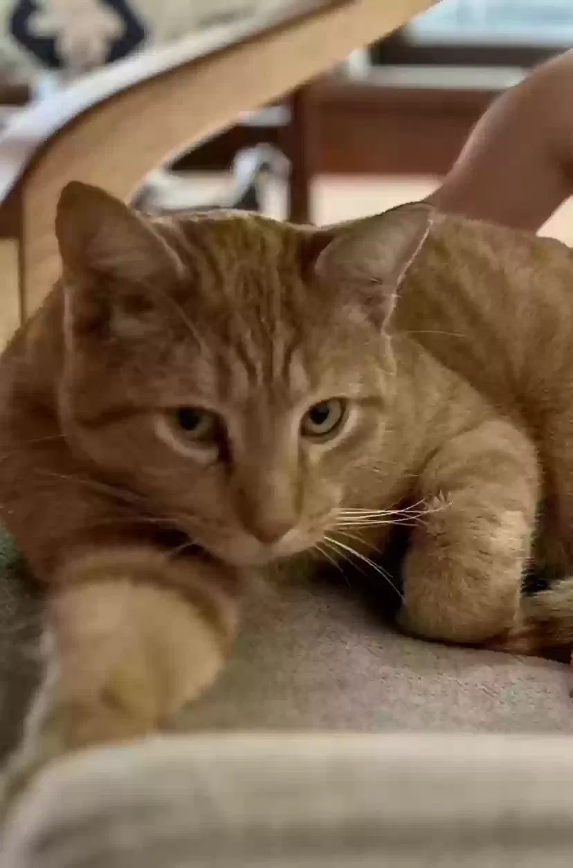 Lost cat in Milwaukee, WI, 53207