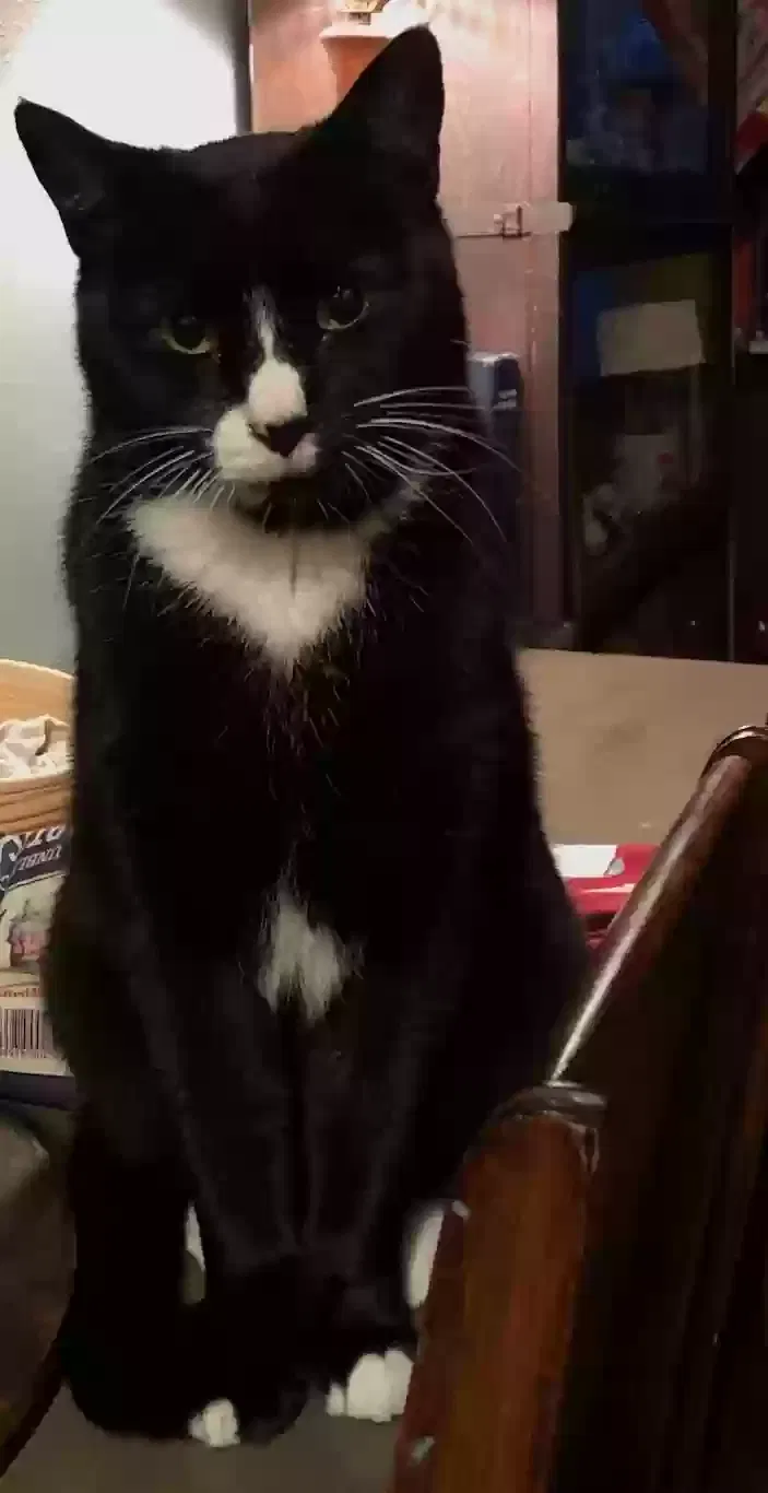 Lost cat in Berkeley, CA, 94702