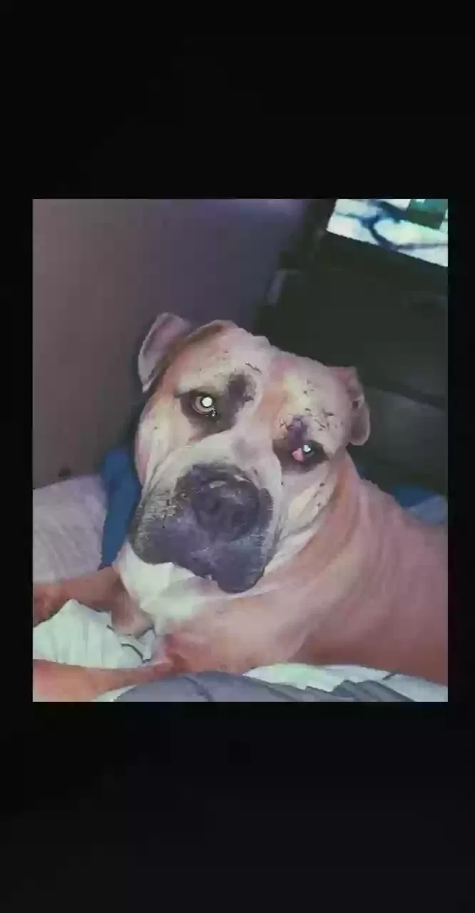 Lost dog in Oklahoma City, OK, 73170