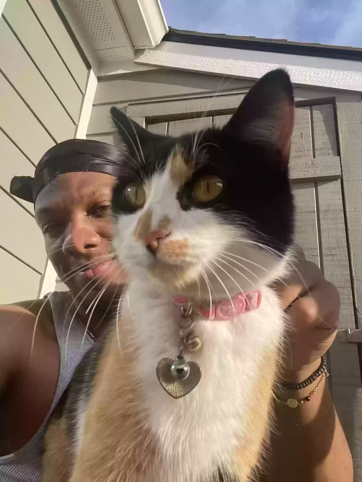 Lost cat in Carmel, IN, 46032