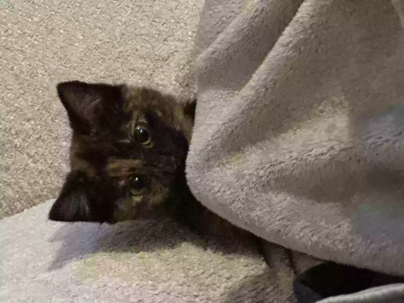 Lost cat in Suffolk, VA, 23435