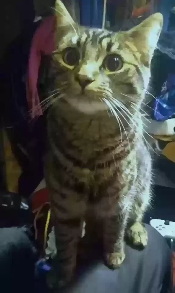 Lost cat in Seattle, WA, 98108