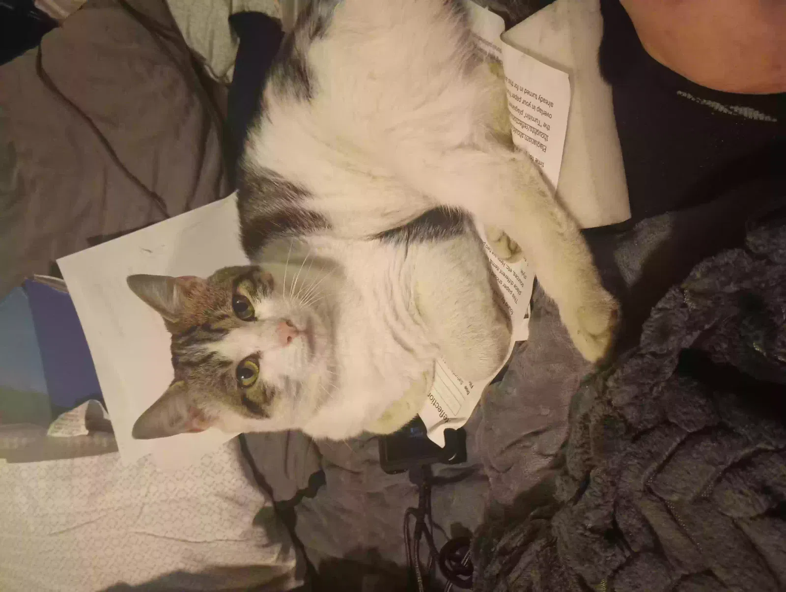 Found cat in Indianapolis, IN, 46217